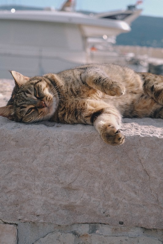 Sve Jelenine bure i bonace_9-min